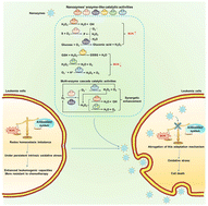 Graphical abstract: Nanozymes: a new approach for leukemia therapy