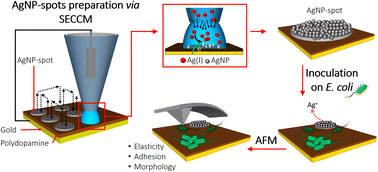 Graphical abstract: Antimicrobial effects of silver nanoparticle-microspots on the mechanical properties of single bacteria