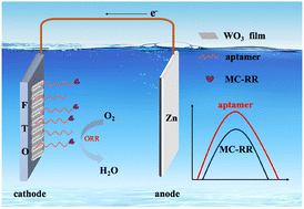 Graphical abstract: A zinc–air battery assisted self-powered electrochemical sensor for sensitive detection of microcystin-RR