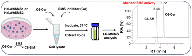 Graphical abstract: A facile method for monitoring sphingomyelin synthase activity in HeLa cells using liquid chromatography/mass spectrometry