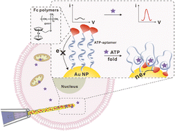 Graphical abstract: Electroactive polymer tag modified nanosensors for enhanced intracellular ATP detection