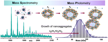 Graphical abstract: Observing atomically precise nanocluster aggregates in solution by mass photometry