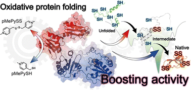 Graphical abstract: Boosting the enzymatic activity of CxxC motif-containing PDI family members