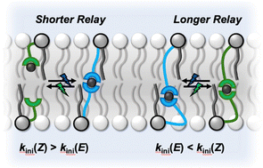 Graphical abstract: Length dependent reversible off–on activation of photo-switchable relay anion transporters