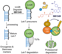 Graphical abstract: Development of a molecular glue-based Lin28 degrader to regulate cellular proliferation and stemness
