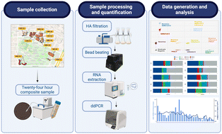 Graphical abstract: Amplitude multiplexed wastewater surveillance for campus health: tracking SARS-CoV-2, influenza A, and norovirus