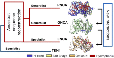 Graphical abstract: Friends and relatives: insight into conformational regulation from orthologues and evolutionary lineages using KIF and KIN