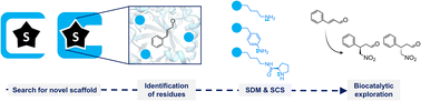 Graphical abstract: Designing Michaelases: exploration of novel protein scaffolds for iminium biocatalysis