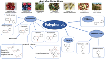 Graphical abstract: The phytochemical composition and unexplored potential of Australian native plants for application in physical activity-related muscle recovery and inflammation: a literature review