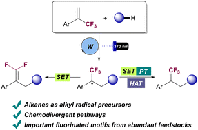 Graphical abstract: Chemodivergent alkylation of trifluoromethyl alkenes via photocatalytic coupling with alkanes