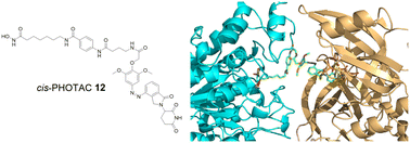 Graphical abstract: Light-activatable photochemically targeting chimeras (PHOTACs) enable the optical control of targeted protein degradation of HDAC6