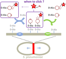 Graphical abstract: To click or not to click for short pulse-labeling of the bacterial cell wall
