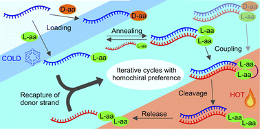 Graphical abstract: Gradual evolution of a homo-l-peptide world on homo-d-configured RNA and DNA