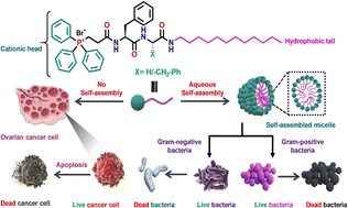 Graphical abstract: Triphenyl phosphonium functionalized amphiphilic peptides as promising antibacterial and anticancer agents