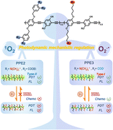Graphical abstract: Photodynamic mechanistic regulation of conjugated polymers for synergistic photodynamic-chemotherapy