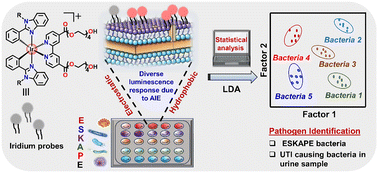 Graphical abstract: Luminescent array sensors for pathogen identification using AIE-active cationic iridium complexes