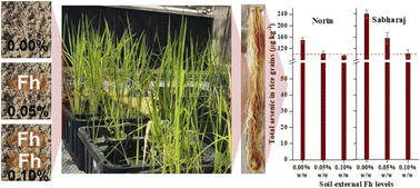 Graphical abstract: Ferrihydrite level in paddy soil affects inorganic arsenic species in rice grains