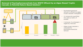 Graphical abstract: Removal of psychopharmaceuticals from WWTP effluent by an algae–mussel trophic cascade: a potential nature-based solution?