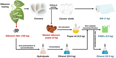 Graphical abstract: Sustainable biodiesel synthesis via non-catalytic transesterification of biomass waste-derived oil and ethanol
