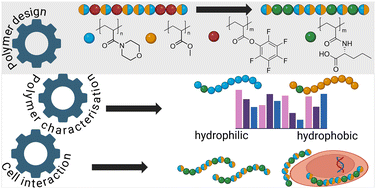 Graphical abstract: Design of tuneable, biocompatible anionic polymers by l-norvaline amino acid post-polymerisation modification of pentafluorophenyl acrylate copolymers