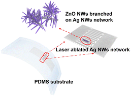 Graphical abstract: Flexible piezo-responsive photodetector based on hierarchical zinc oxide nanowire branches on a silver nanowire backbone