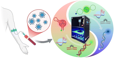 Graphical abstract: Enhanced detection of HBV and HCV using Cas13a-FLAP and FGoAI platforms