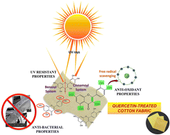 Graphical abstract: A facile and sustainable method for integrating bio-based quercetin into cotton structures to impart multifunctionality: a thorough study on the effects of treatment conditions