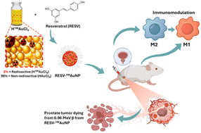Graphical abstract: Immunomodulatory green nanomedicine production, tumor cellular targeting, in vivo biodistributions and preclinical therapeutic efficacy investigations of resveratrol-functionalized gold and theranostic 198gold nanoparticles