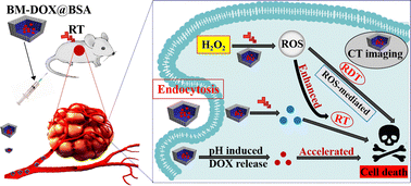 Graphical abstract: pH-Responsive bimetallic MOF nanoparticles enable triple-synergistic radiosensitization for enhanced radiotherapy