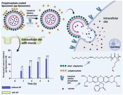 Graphical abstract: Addressing the polycation dilemma in drug delivery: charge-converting liposomes