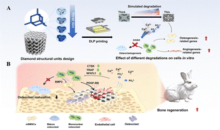 Graphical abstract: Microstructure-tailored β-tricalcium phosphate scaffolds utilize degradation-guided osteoclast suppression to accelerate bone regeneration