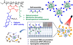 Graphical abstract: Light-activated antimicrobial polymers with citronellol-enhanced bacterial accumulation for on-demand disinfection