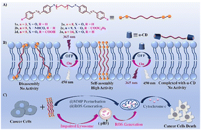 Graphical abstract: Photo-regulated supramolecular artificial proton channels induce cancer cell apoptosis