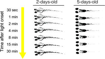 Graphical abstract: Light-induced body color change in developing zebrafish