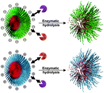 Graphical abstract: Programmed hydrolysis of nanoassemblies by electrostatic interaction-mediated enzymatic-degradation