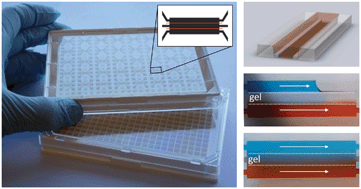 Graphical abstract: Microfluidic titer plate for stratified 3D cell culture