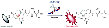 Graphical abstract: Fluorophore ATCUN complexes: combining agent and probe for oxidative DNA cleavage