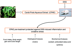 Graphical abstract: Preventive effect of carob (Ceratonia siliqua L.) in dextran sulfate sodium-induced ulcerative colitis in rat