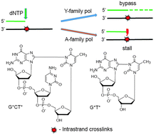Graphical abstract: Translesion synthesis past guanine(C8)–thymine(N3) intrastrand cross-links catalyzed by selected A- and Y-family polymerases