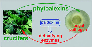 Graphical abstract: Pathogen inactivation of cruciferous phytoalexins: detoxification reactions, enzymes and inhibitors