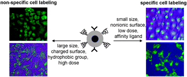 Graphical abstract: Design and development of quantum dots and other nanoparticles based cellular imaging probe