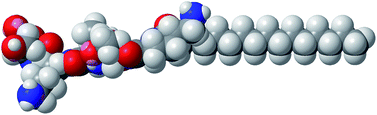 Graphical abstract: Self-assembly of amphiphilic peptides