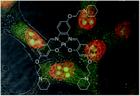 Graphical abstract: Salphen metal complexes as tunable G-quadruplex binders and optical probes