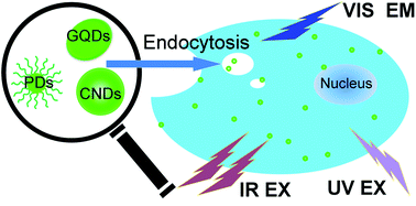 Graphical abstract: Bioimaging based on fluorescent carbon dots