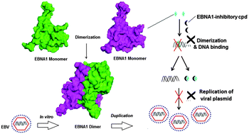 Graphical abstract: EBNA1-specific luminescent small molecules for the imaging and inhibition of latent EBV-infected tumor cells
