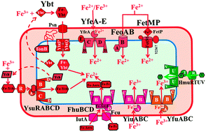 Graphical abstract: The role of transition metal transporters for iron, zinc, manganese, and copper in the pathogenesis of Yersinia pestis