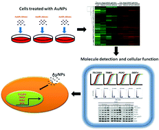 Graphical abstract: A gene signature for gold nanoparticle-exposed human cell lines