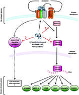 Graphical abstract: Cerium dioxide nanoparticles protect against oxidative stress induced injury through modulation of TGF-β signalling