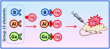 Graphical abstract: [18F]-Group 13 fluoride derivatives as radiotracers for positron emission tomography