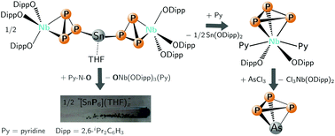 Graphical abstract: Assembly and stabilization of {E(cyclo-P3)2} (E = Sn, Pb) as a bridging ligand spanning two triaryloxyniobium units